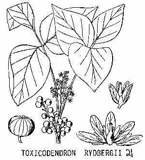 Toxicodendron rydbergii