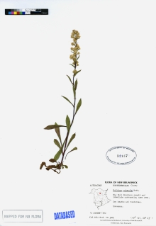 Solidago puberula Nutt. | Connell Memorial Herbarium